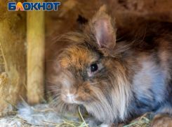 Волгоградец коварно убил символ 2023 года