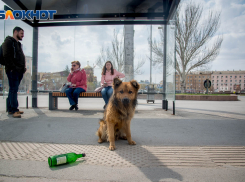 В Волгограде назревает серьезная проблема со стерилизацией собак