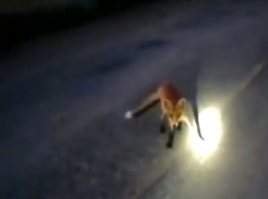 Под Волгоградом засняли на видео нашествие бесстрашных лисят