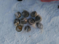 Под Волгоградом у 53-летнего молдаванина изъяли марихуану и оружие