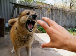 Из-за двух случаев бешенства введен карантин в Советском районе Волгограда 