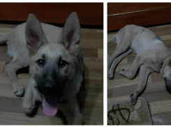 Знающую команды умную собаку нашли на юге Волгограда