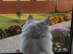 Наступила осень: какие работы нужно провести в садах и огородах волгоградцев