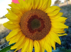 В Волгоградской	 области похолодает до +8 градусов