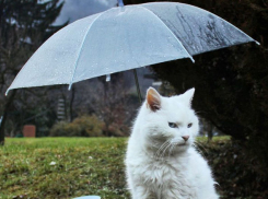 Грозы обрушатся на изнывающую от жары +40ºС Волгоградскую область