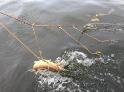 Варварски уничтожавшие рыбу под Волгоградом браконьеры пойдут под суд