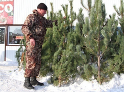 На елочных базарах Волгоградской области будет продано 15 тысяч лесных красавиц