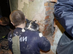 В Волгограде спасатели вынули погибающего котенка из вентиляционной шахты