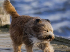 МЧС предупредило волгоградцев о сильном ветре