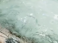Под Волгоградом водохранилище поменяло цвет и засмердело