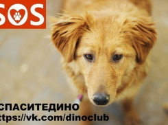 Волгоградский приют «Дино»: паника о выселении оказалась ложной