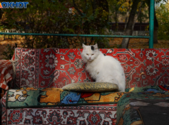 Гуляющий кот принес смертельную заразу домой волгоградцам