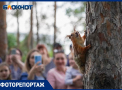 Пять белок поселили в волгоградском ЦПКиО