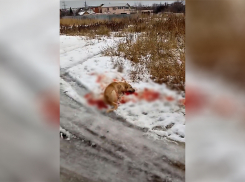 Умирающую после расстрела собаку сняли на видео у поста ДПС шокированные волгоградцы
