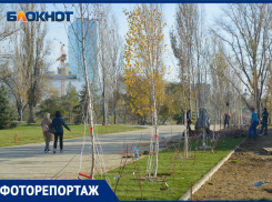 Пятиметровые деревья и новые дорожки: фотограф показал, как меняется сквер Пахмутовой в Волгограде