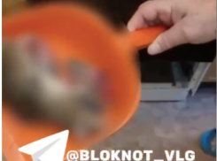 Крысиное нашествие в многоквартирном доме Волгограда попало на видео