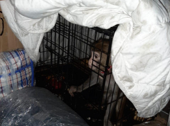 Дагестанца с яванской макакой задержали в автобусе под Волгоградом