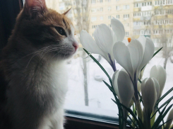 Заморозки снова вернутся в Волгоградскую область