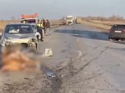 Трасса — в кровавое месиво: Audi протаранил стадо коров под Волгоградом