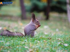Заморозки до -5 градусов и мокрый снег ожидаются в Волгоградской области 19 ноября