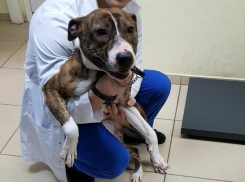 Привязанный стафф несколько дней просидел на ледяном балконе в волгоградской квартире