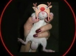 Волгоградцы создали в Сети группу по поиску автомобильных воров 