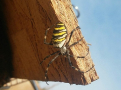 Волгоградка захотела оставить у себя паука как домашнее животное