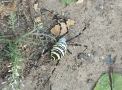 Волгоградцы напуганы визитами ужасающих пауков