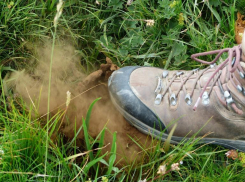 О ядовитых грибах и ягодах из-за травли насекомых предупредили жителей Волгоградской области