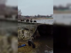 Скот спасается на крышах, имущество уничтожено: Киквидзенский район ушел под воду