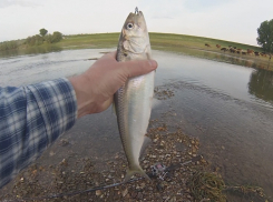 Знаменитая волжская сельдь исчезает из Волгоградской области