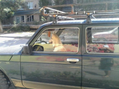 Волгоградцы сфотографировали собаку за рулем внедорожника