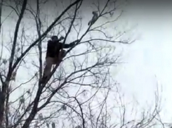 Драматичное спасение кота с высокого дерева в Волжском попало на видео 