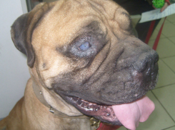 В Волгограде хозяин выкинул слепого бульмастифа на улицу