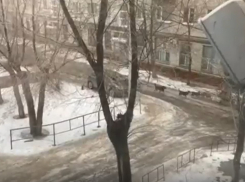 Стаю из 15 собак в поисках жертвы сняли на видео напуганные волгоградцы