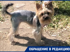 Жертвами разбросанной по Волгограду отравы становятся домашние собаки 