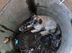 Под Волгоградом спасатели вызволили собаку из колодца