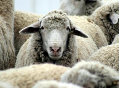 Отару овец и козу незаметно украли у фермера под Волгоградом