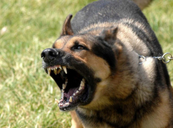 Сторожевые псы разорвали мужчину в Краснослободске