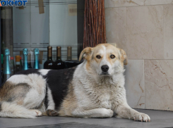 Депутаты не нашли проблем с бездомными собаками в Волгограде