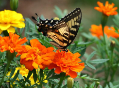 Холод Волгоградской области убивает краснокнижную бабочку махаон: видео