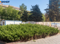 Вернуть сталинградские пальмы в Волгоград потребовали жители