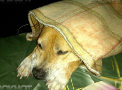 Последний день волгоградской осени в этом году будет туманным и теплым