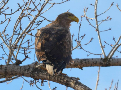 Зимующего в Волгоградской области орлана-белохвоста показал фотограф