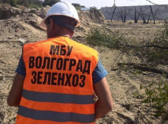 В центре Волгограда вырубили деревья под автопарковку нового музея