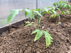 Сажаем рассаду в теплицу: через 2 месяца собираем урожай в Волгограде