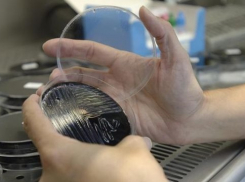 Остров Сарпинский в Волгограде заражен бруцеллезом