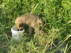 В Волгограде трогательного щенка выкинули умирать в пакете