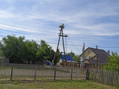 «Прошло 8 дней, уже не держится на лапах»: в Волгоградской области просят спасти оставшегося в гнезде аистенка 
