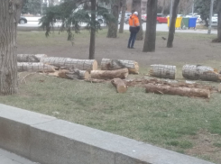 В центре Волгограда продолжают пилить деревья